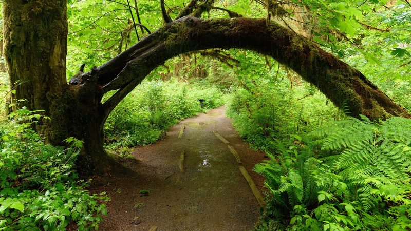 Moss-draped trees and ferns along a trail in the Hoh Rain Forest