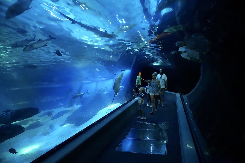 Visitors watch fish swim overhead in the acrylic tunnel at the Maui Ocean Center.