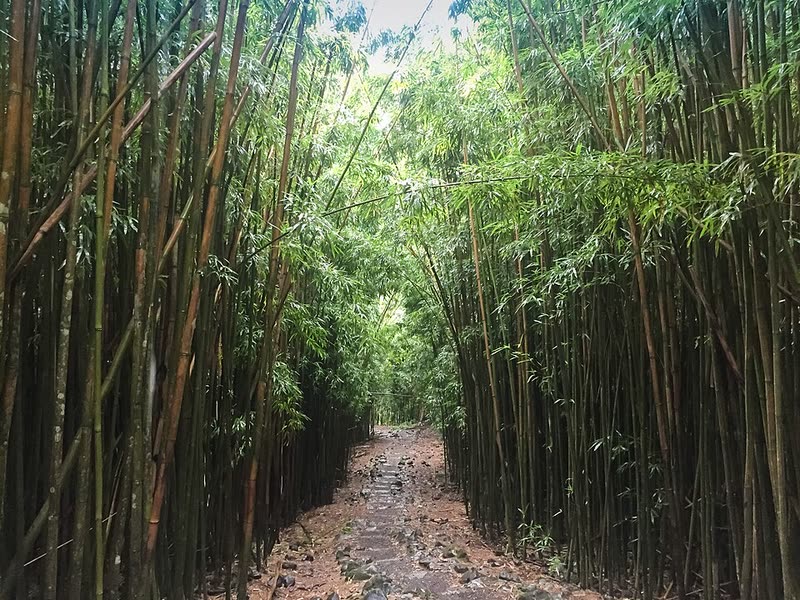 A path winds through the towering bamboo forest on Maui's Pīpīwai Trail.