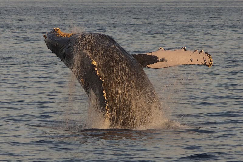 A humpback whale breaches out of the water off the coast of Maui.