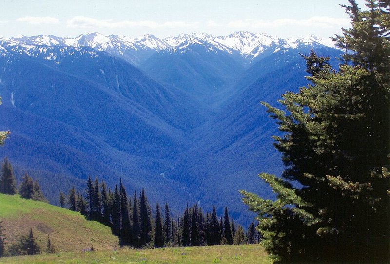 View south from Hurricane Ridge across forested valleys to the snowcapped Olympic Mountains