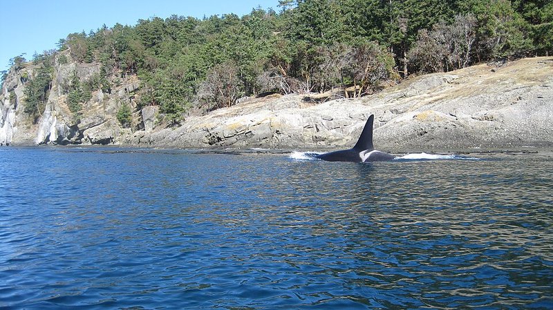 Cover photo for San Juan Islands whale watching: how to pick a tour